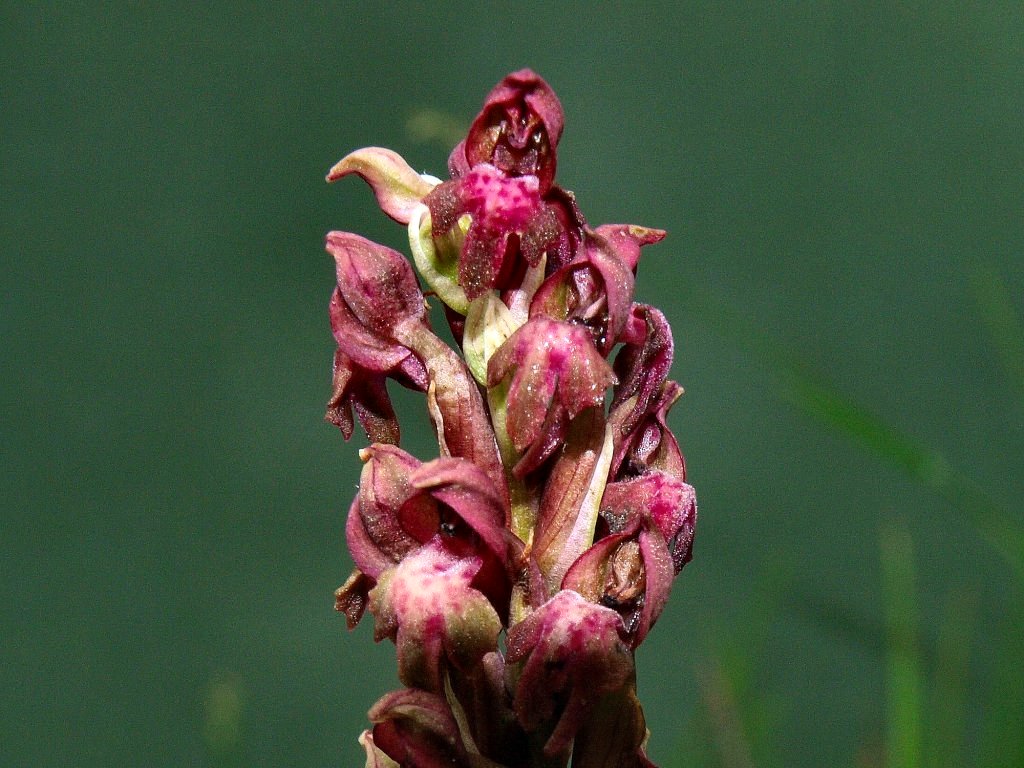 Orchis coriophora ?